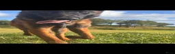 Belgian Shepherd Dog dogs for sale: Cosmo! - Advert 3