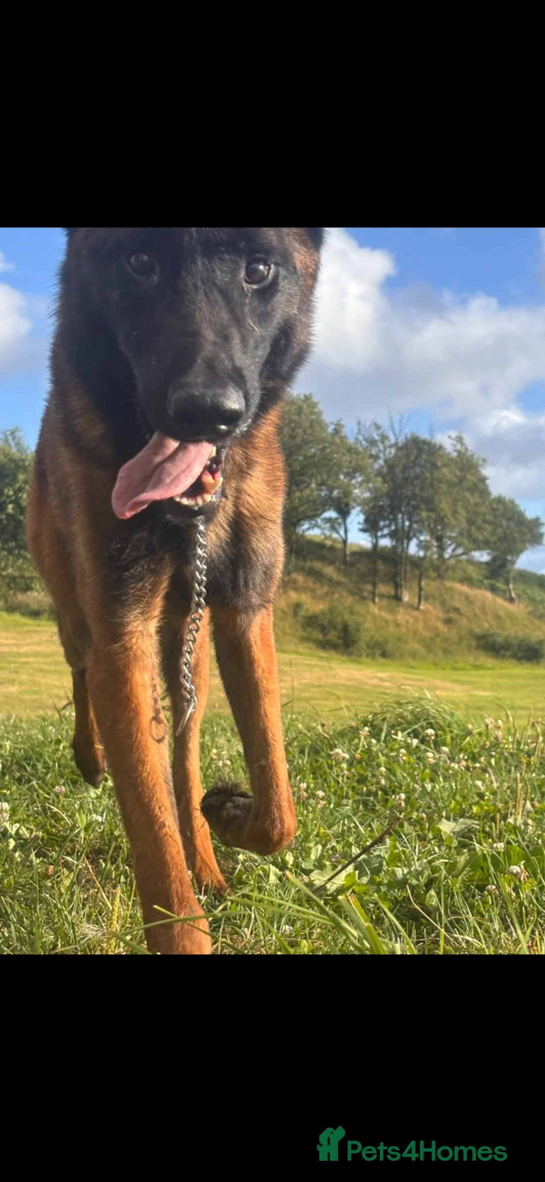 Belgian Shepherd Dog dogs for sale: Cosmo! - Advert 3