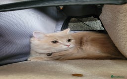 Maine Coon cats for sale: Maine coon cross persian  - Image 10