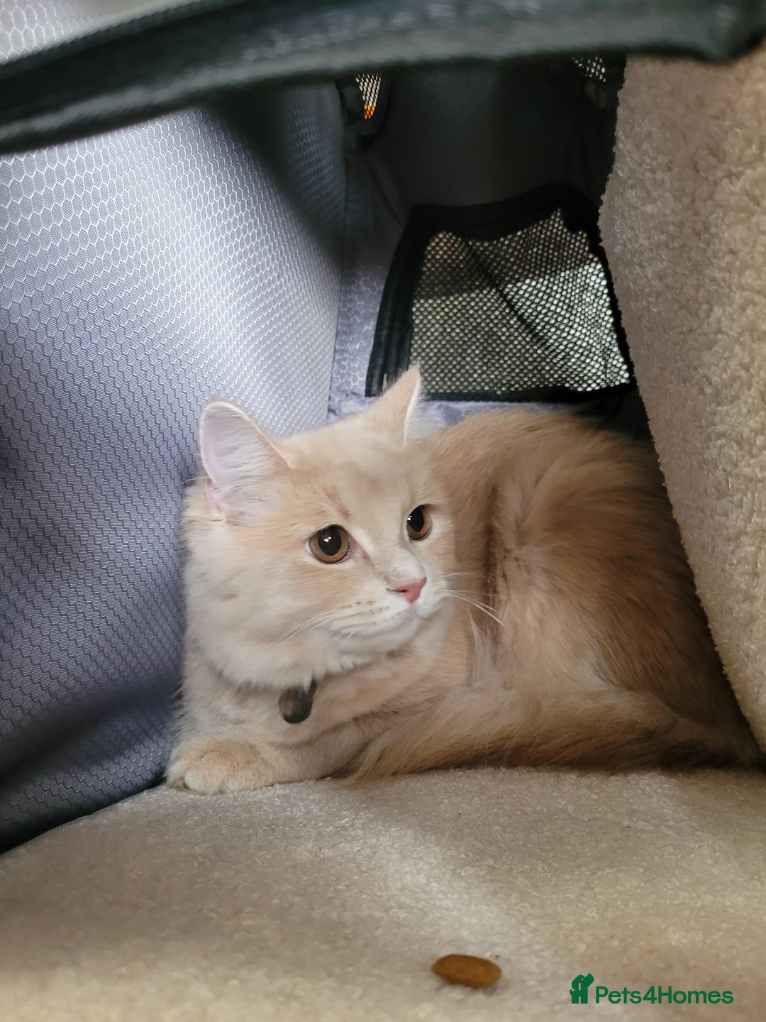Maine Coon cats for sale: Maine coon cross persian  - Image 10