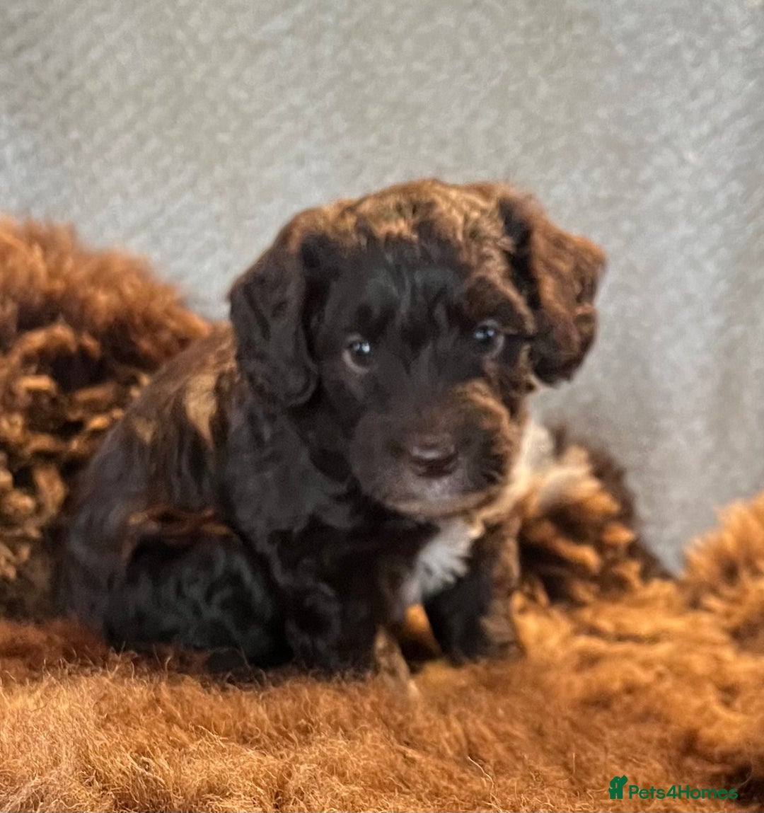 Cockapoo dogs for sale: Stunning F1 Cockapoos  - Advert 21