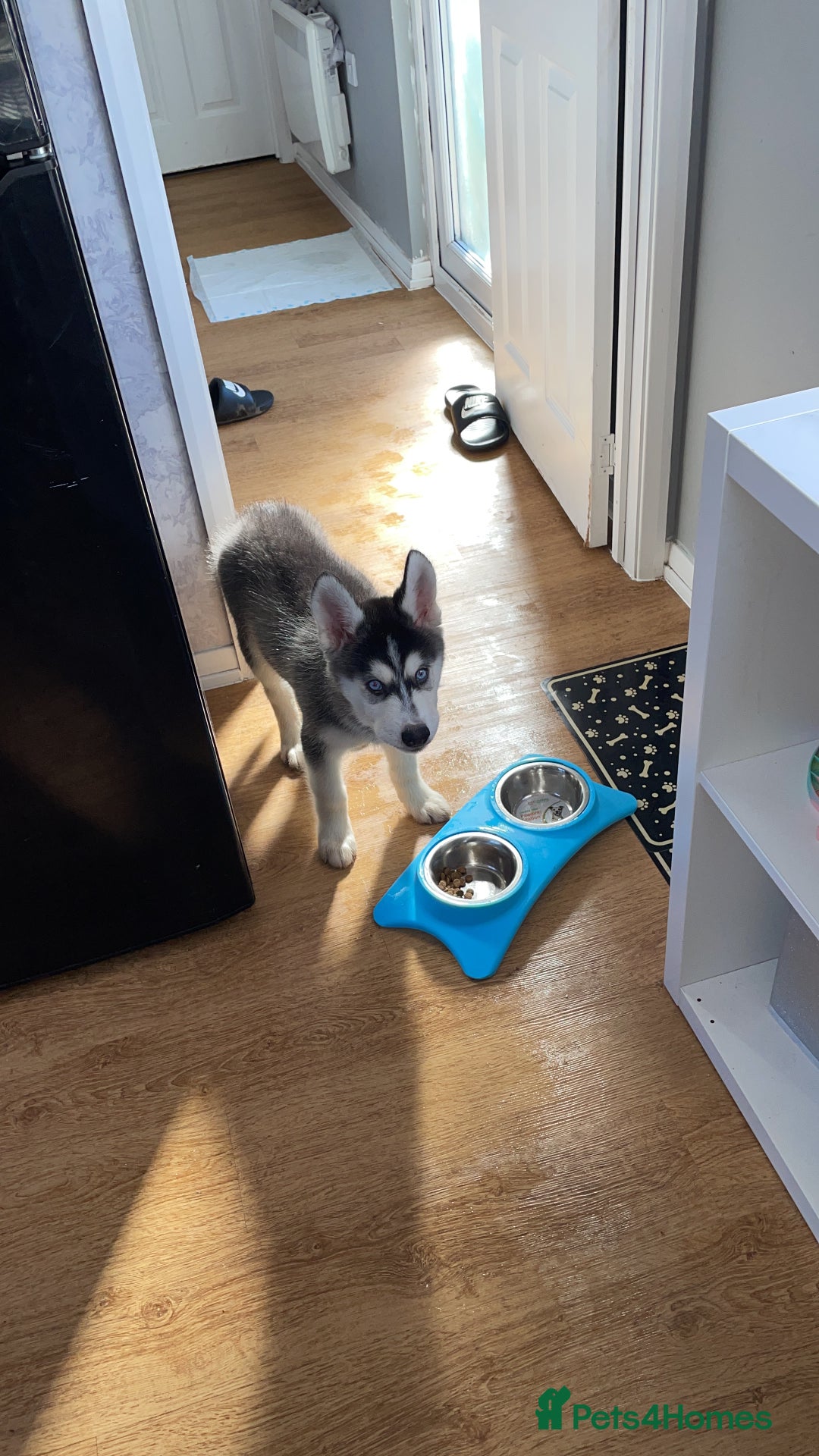 Utonagan dogs for sale: To husky up for sale one girl ,one boy  - Image 6