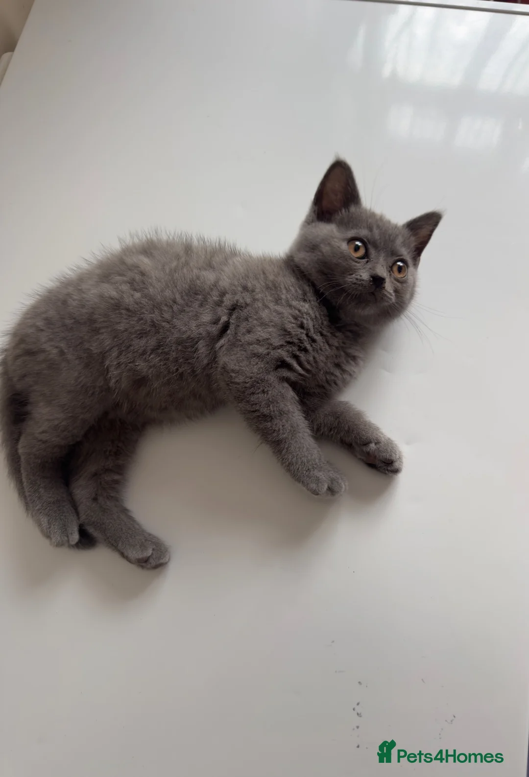 British Shorthair cats for sale: Pure British shorthair kitten in Harrow - Advert 2