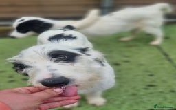 Mixed Breed dogs for adoption: Laura -In Ayr Looking for a home  - Image 11