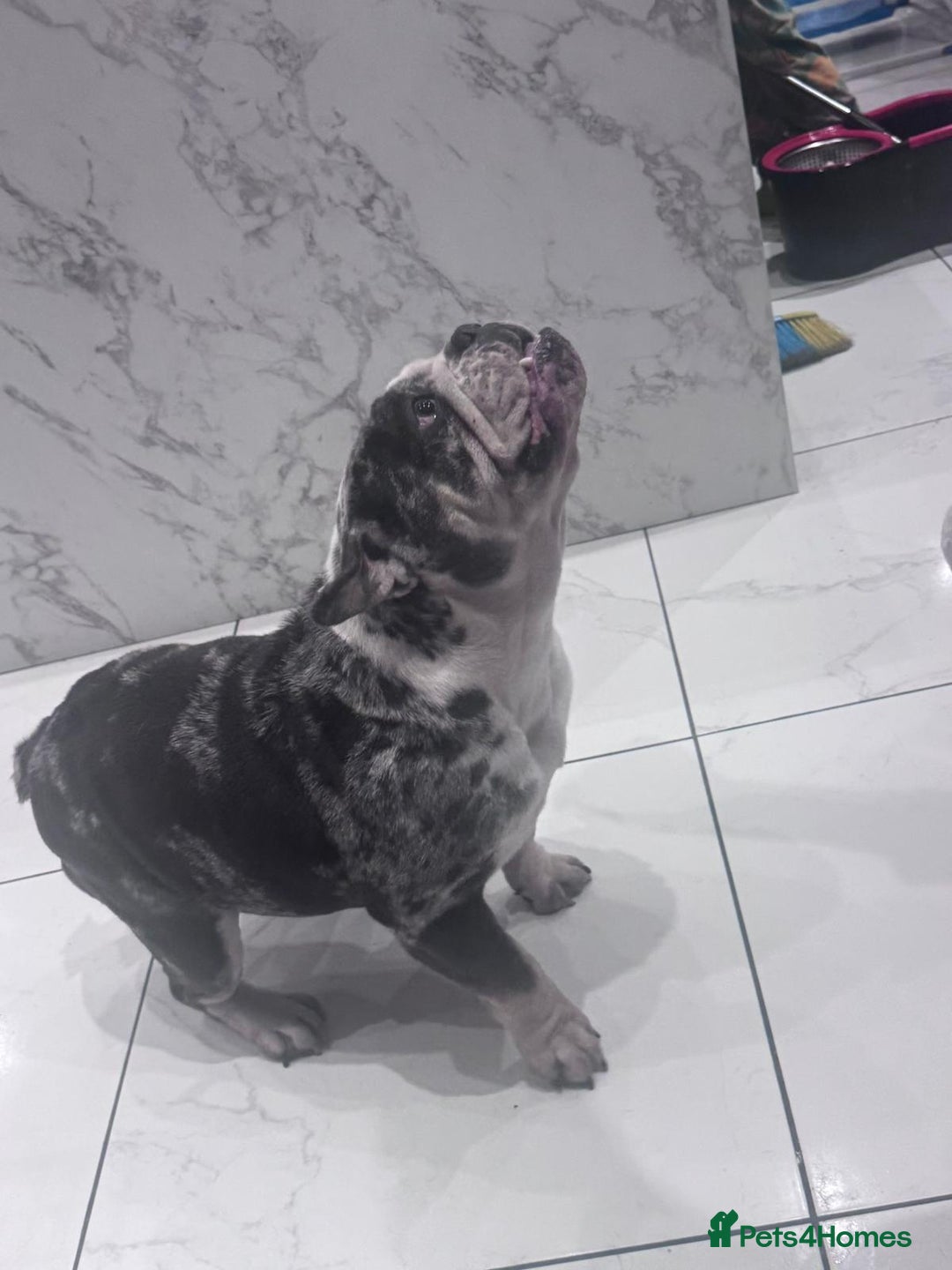 English Bulldog dogs for sale: English bulldog  - Advert 3