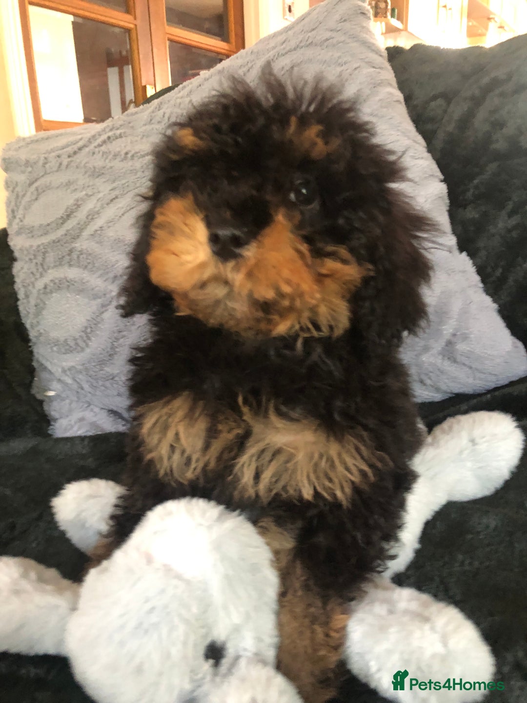 Mixed Breed dogs for sale: shihtzu x toy poodle puppies for sale - Image 17