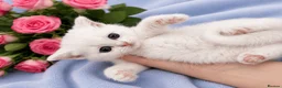 British Shorthair cats for sale: 💙🤍🤎 BSH Kittens – Chocolate, Blue & White  - Advert 3