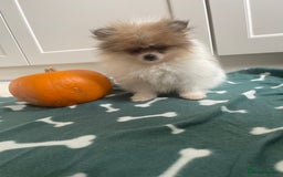 Pomeranian dogs for sale: Fluffy Pomeranian puppies - Image 25