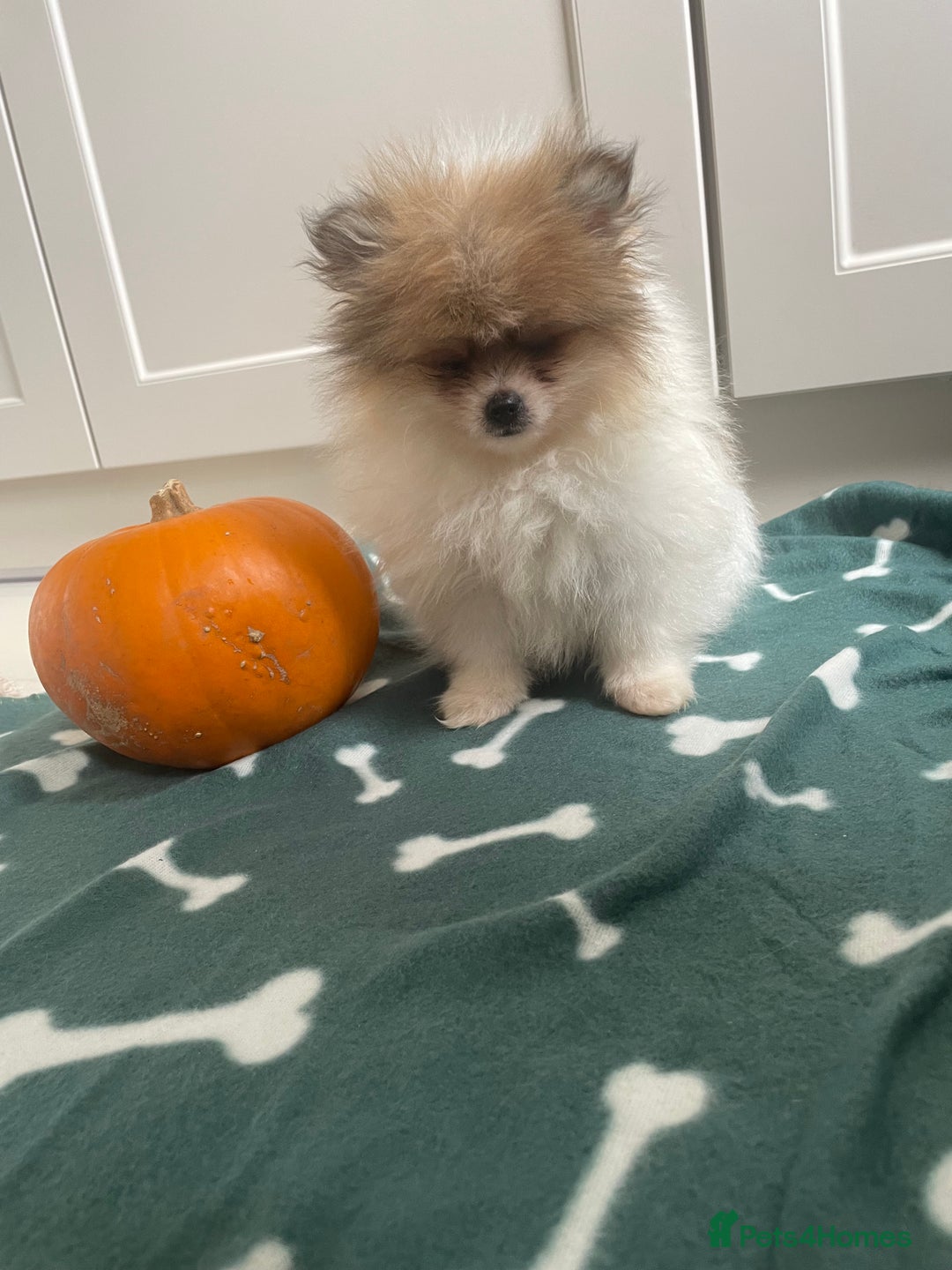 Pomeranian dogs for sale: Fluffy Pomeranian puppies - Image 25