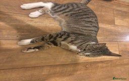 Domestic Shorthair cats for sale: Domestic shorthair  - Image 2