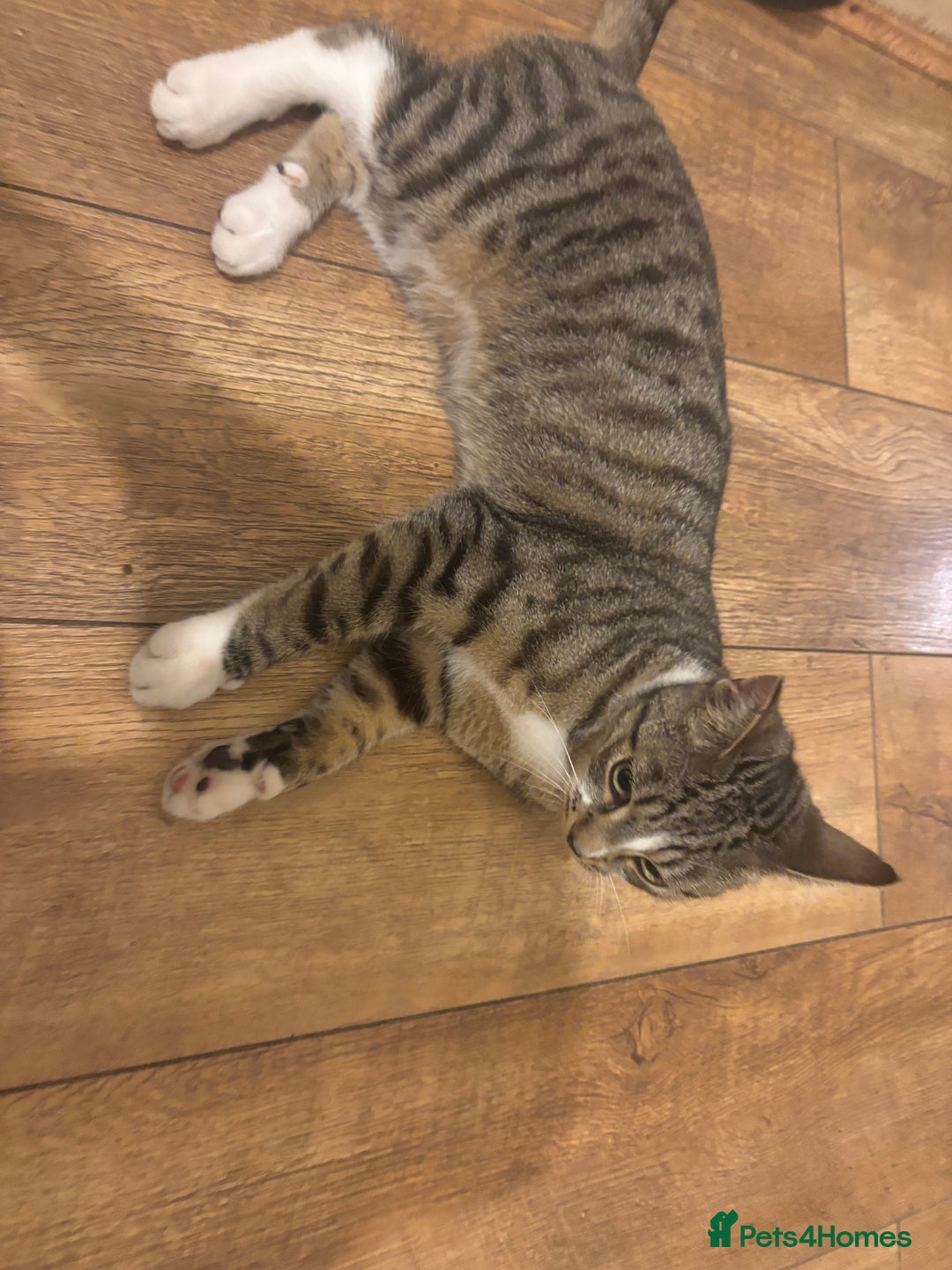 Domestic Shorthair cats for sale: Domestic shorthair  - Image 2