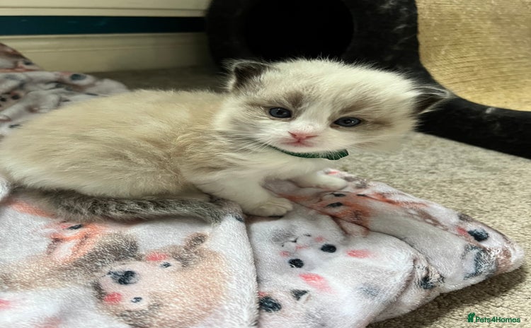 Ragdoll cats - Advert 3