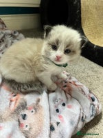 Ragdoll cats - Advert 6