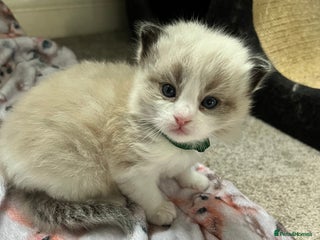 Ragdoll cats - Advert 1