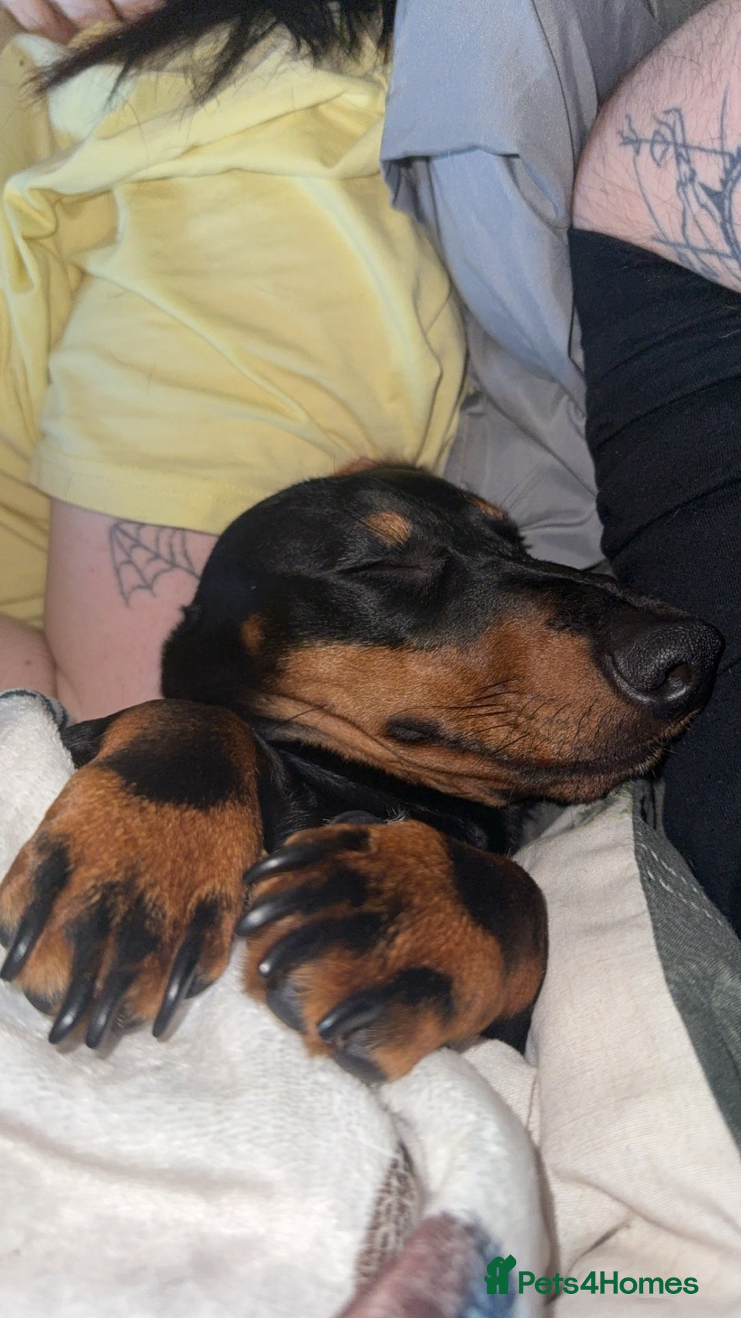 Dachshund dogs for sale: Male Dachshund - Advert 3