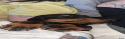 Dachshund dogs for sale: Male Dachshund- Reggie - Advert 8