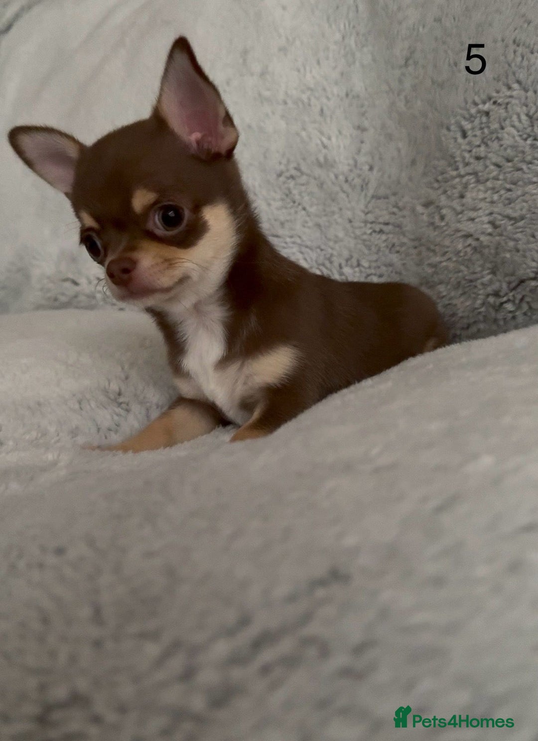 Chihuahua dogs for sale: Beautiful chihuahua pups - Image 14