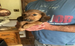 Dachshund dogs for sale: Dachshunds pure bred puppies for sale - Image 18