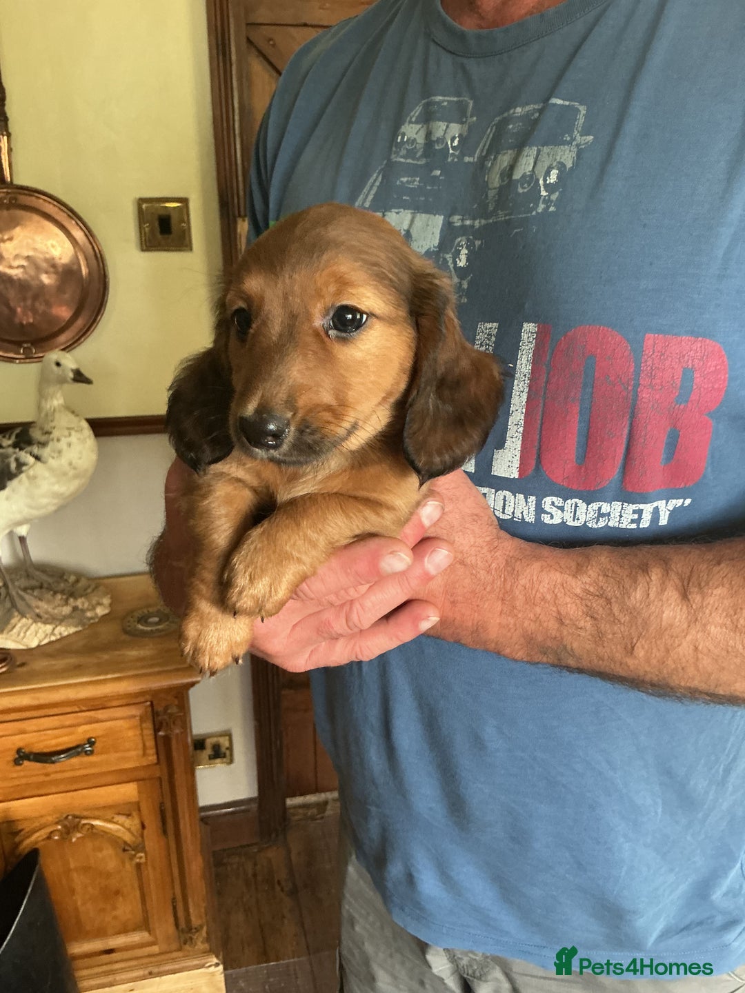 Dachshund dogs for sale: Dachshunds pure bred puppies for sale - Image 18