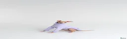 Italian Greyhound dogs for sale: Italian Greyhound puppies  in London - Advert 17