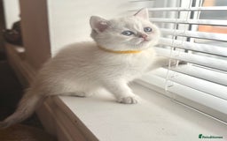 Scottish Fold cats for sale: 😻Pure breed Stunning Scottish straight angels 😻 - Image 13