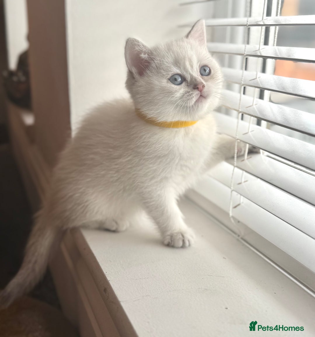 Scottish Fold cats for sale: 😻Pure breed Stunning Scottish straight angels 😻 - Image 13