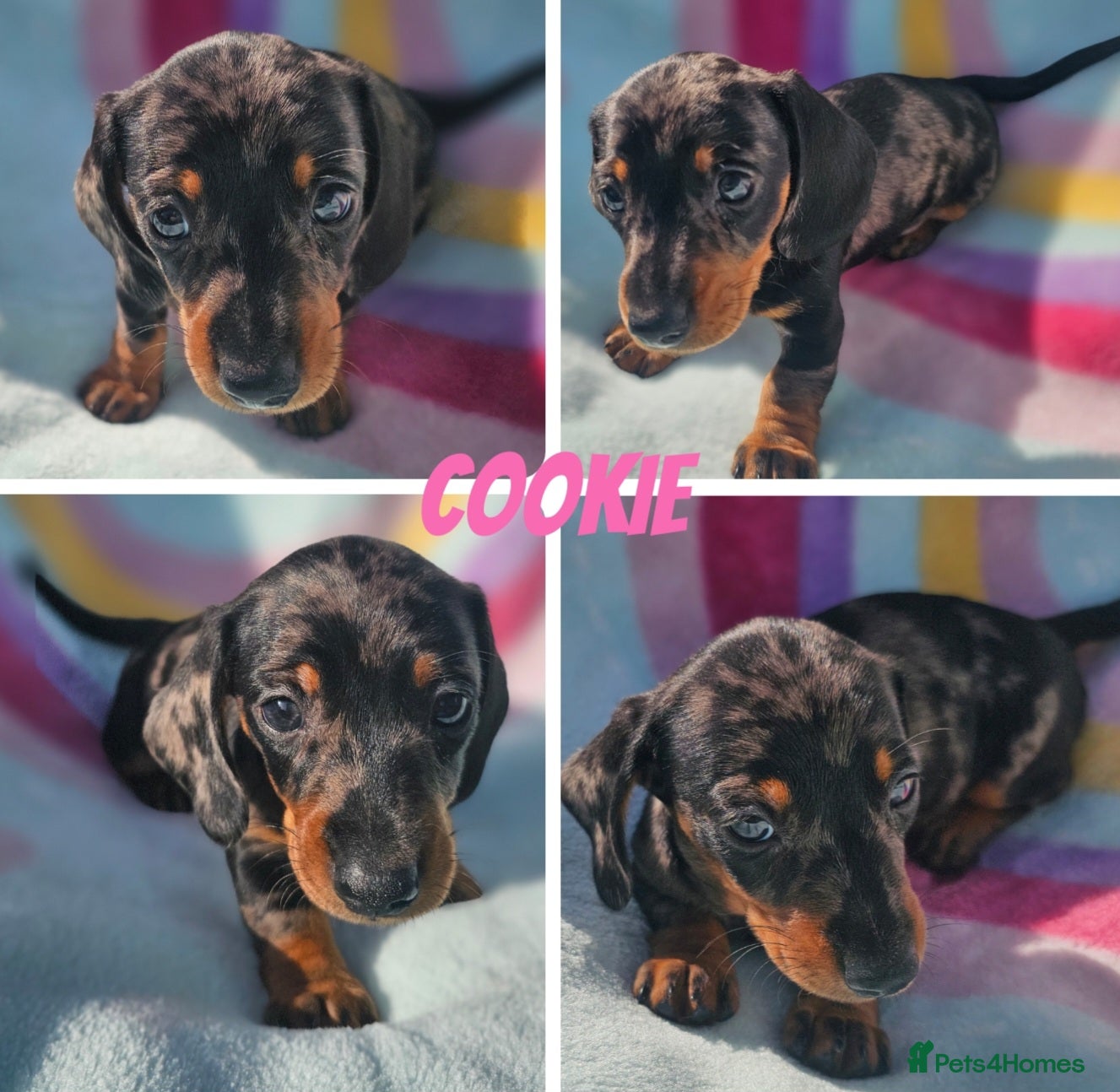 Dachshund dogs Beautiful dachshund puppies READY NOW  - Advert 3