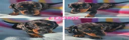 Dachshund dogs for sale: Beautiful dachshund puppies READY NOW  in Tredegar - Advert 1
