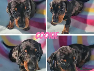 Dachshund dogs Beautiful dachshund puppies READY NOW - Advert 1