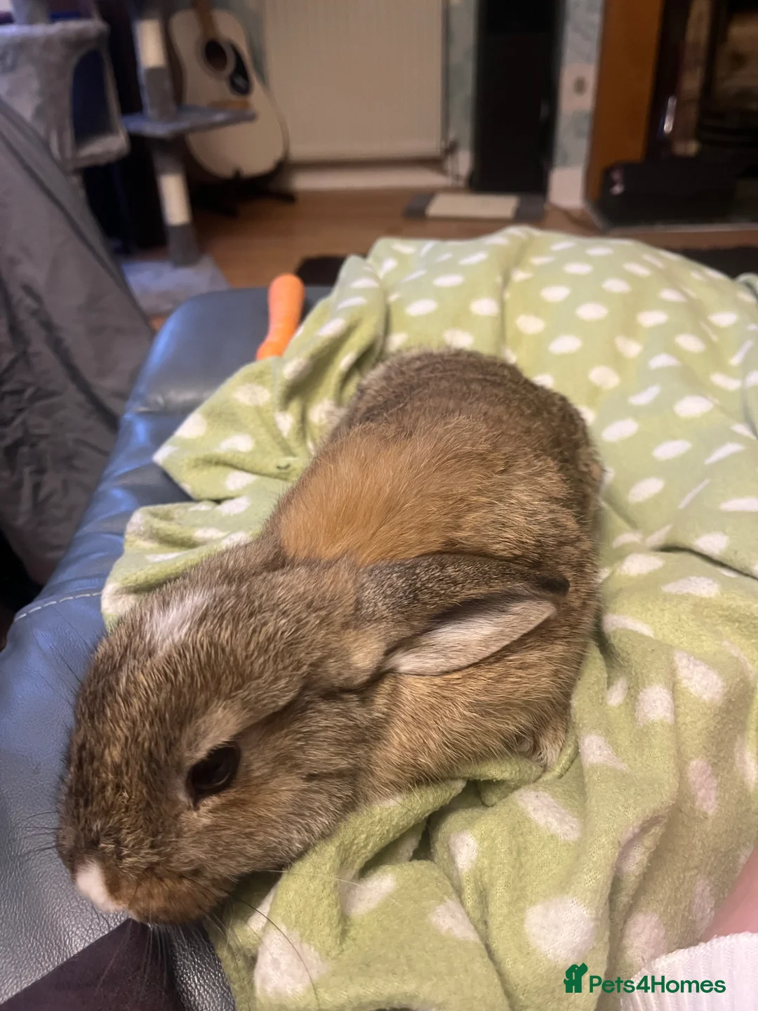 Mini Lop rabbits for sale: mini lop female rabbit  - Advert 6