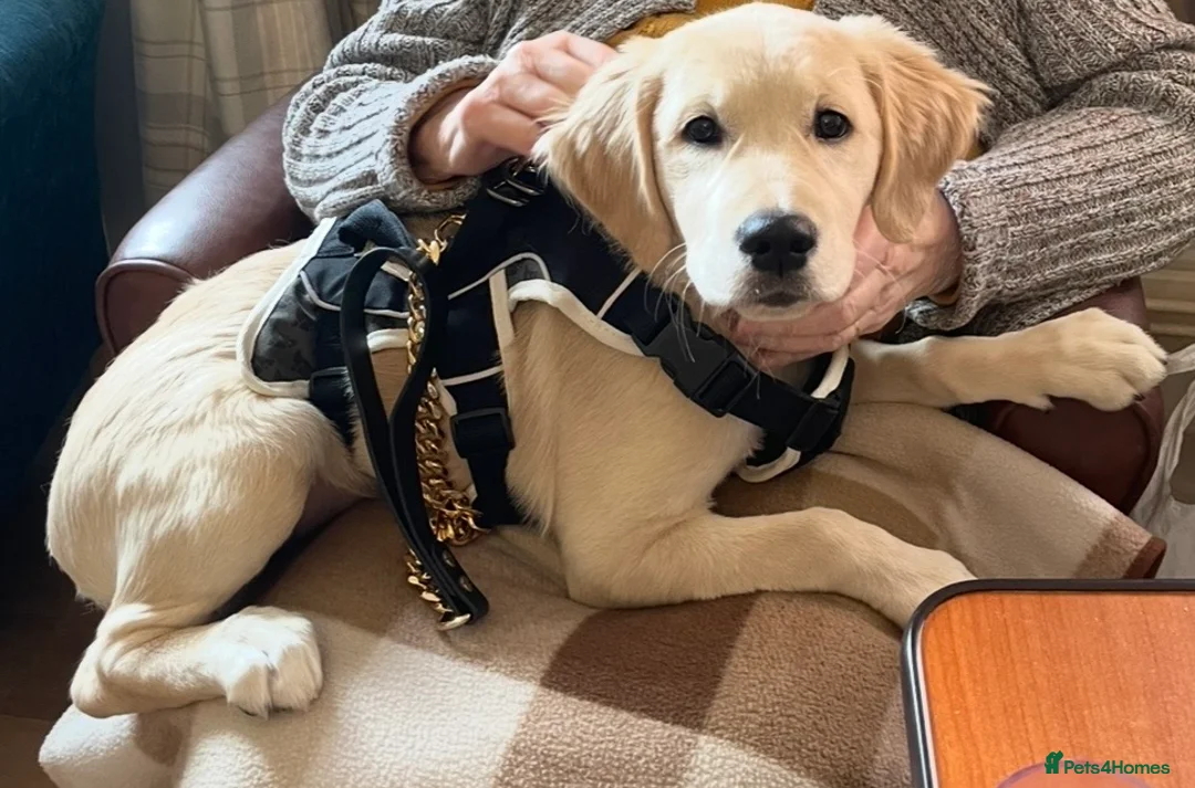 Golden Retriever dogs for sale: Golden Retriever female - Advert 2