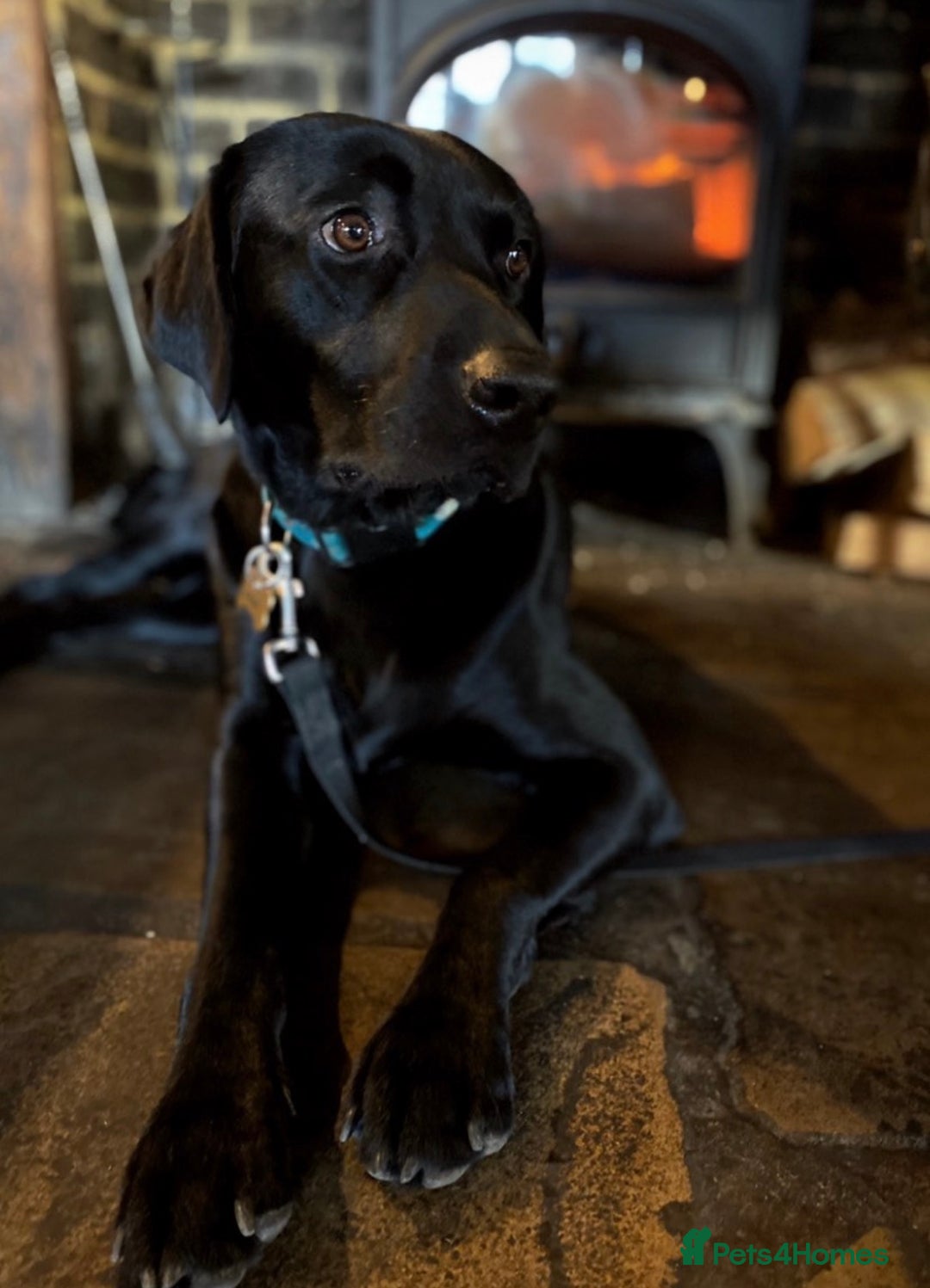 Labrador Retriever dogs for stud: KC Labrador, Health and DNA-Tested, Proven Stud in Cobham - Image 14