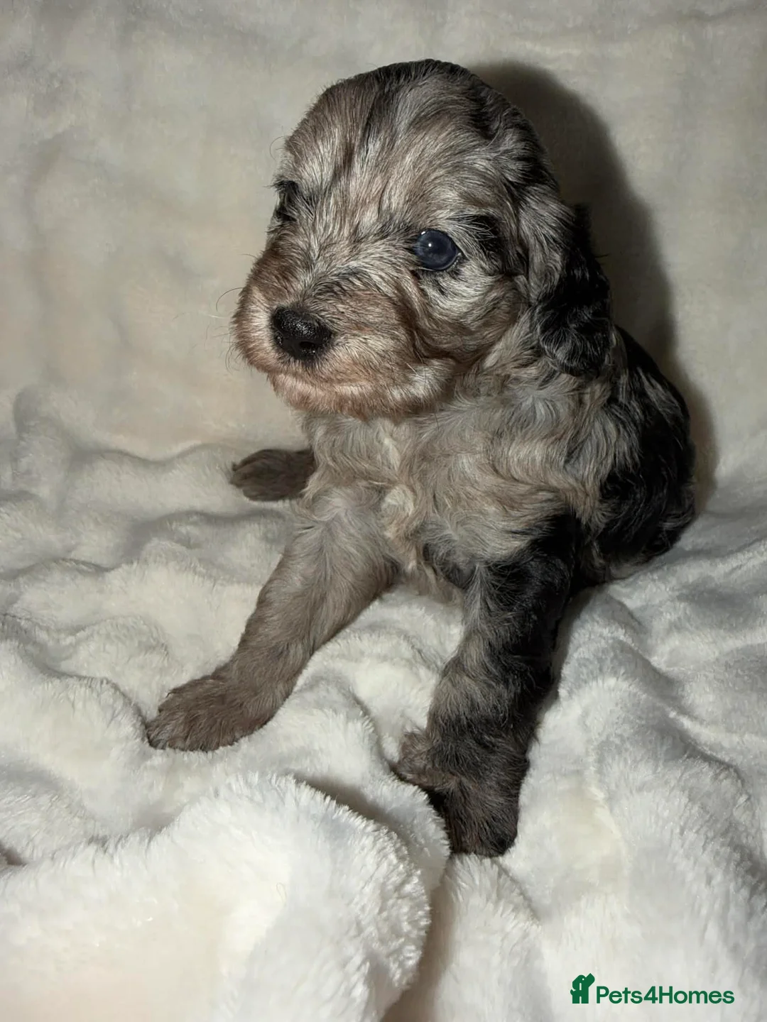 Cavapoo dogs for sale: Beautiful F1 Cavapoo rare merle puppies - Advert 12