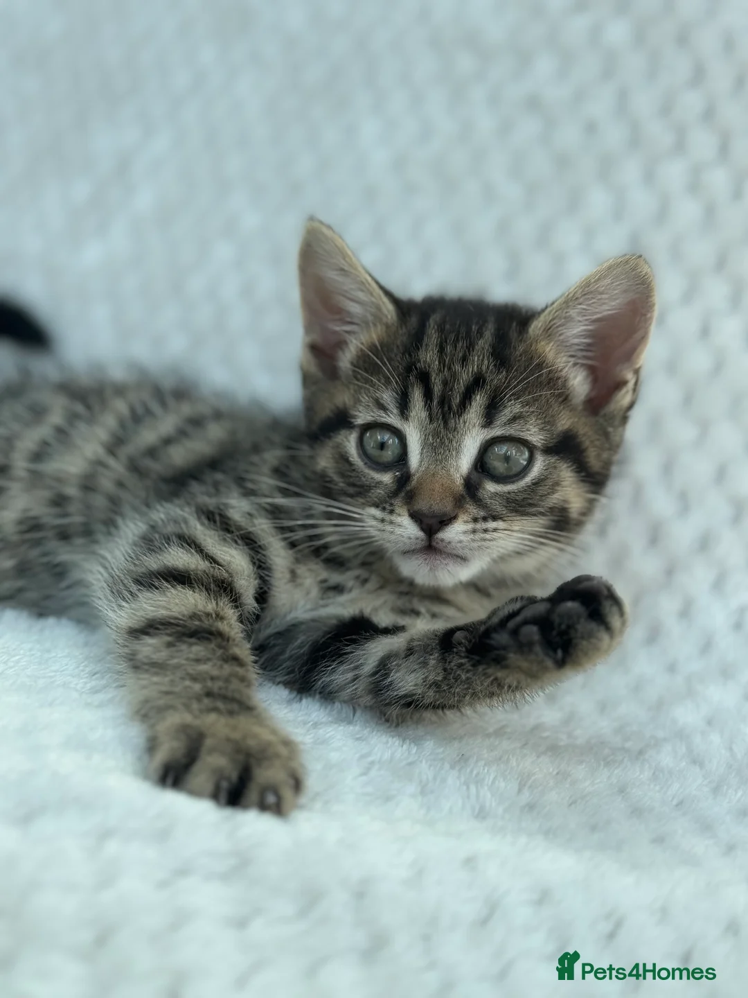 Mixed Breed cats for sale: Kittens for sale in Birmingham - Advert 2