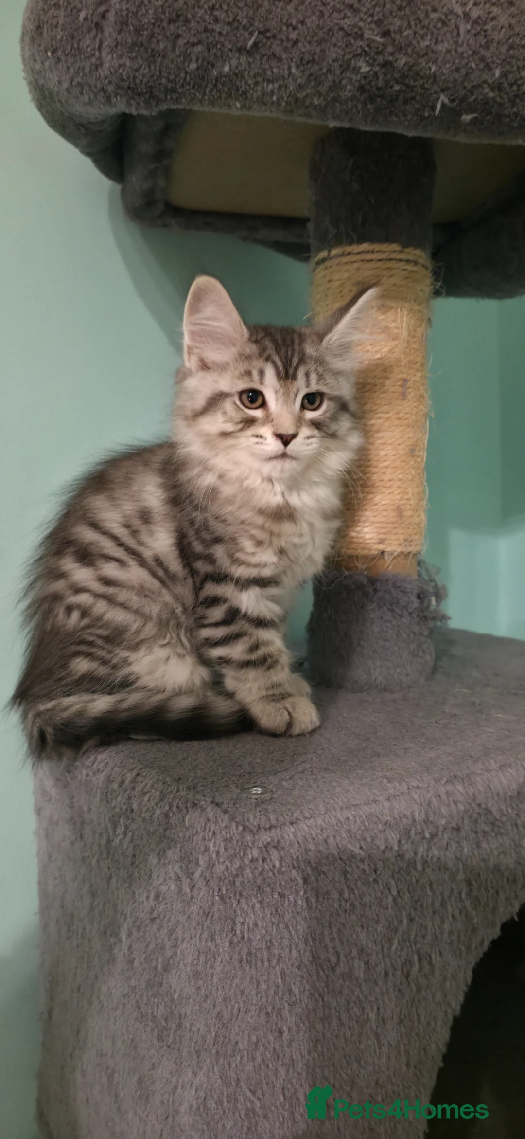 Mixed Breed cats for sale: Smart & Playful Maine Coon Cross Kittens - Advert 11