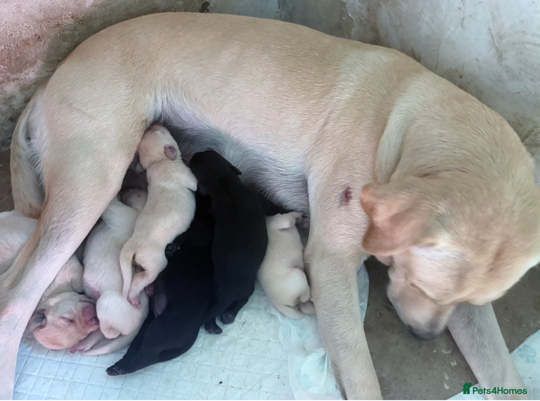 Labrador Retriever dogs for sale: Labrador pups - Image 8