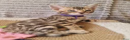 Bengal cats for sale: Stunning Litter of Bengal Kittens. Tica Registered - Advert 10