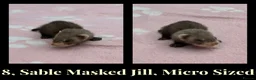 Ferret rodents for sale: 🦦 Adorable Ferret Kits (Pandas, Roans & Sables)🐾 - Advert 3