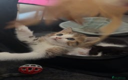 Persian cats for sale: Shorthair Doll face Persian X British longhair  - Image 2