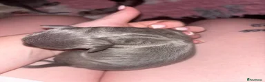 Puppy 1