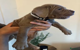 Cane Corso dogs for sale: 5 Towns Cane Corso pups,   - Image 17