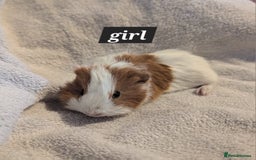 Guinea Pig rodents for sale: Baby sheltie and texel guineapigs  - Advert 2