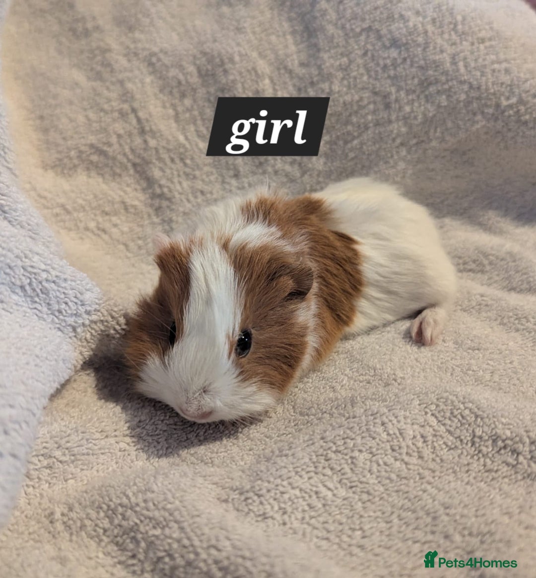 Guinea Pig rodents for sale: Baby sheltie and texel guineapigs  - Advert 2
