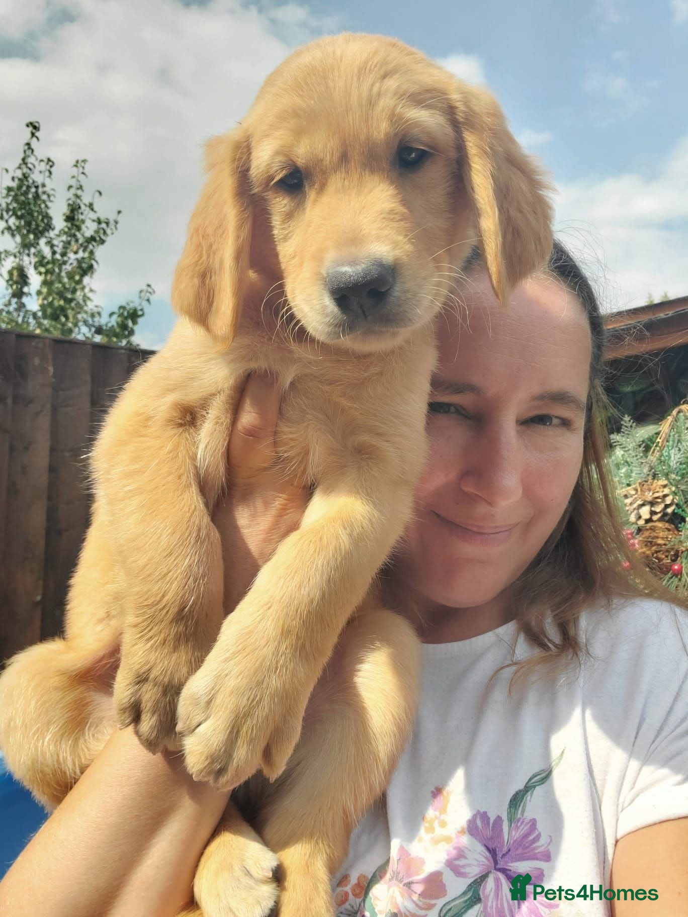 Golden Retriever dogs Girl and boy KC Red Golden Retriever - Advert 6