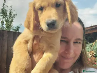 Golden Retriever dogs Girl and boy KC Red Golden Retriever - Advert 6