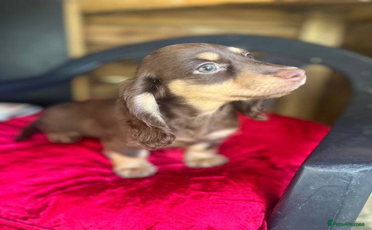 Miniature Dachshund dogs - Advert 16