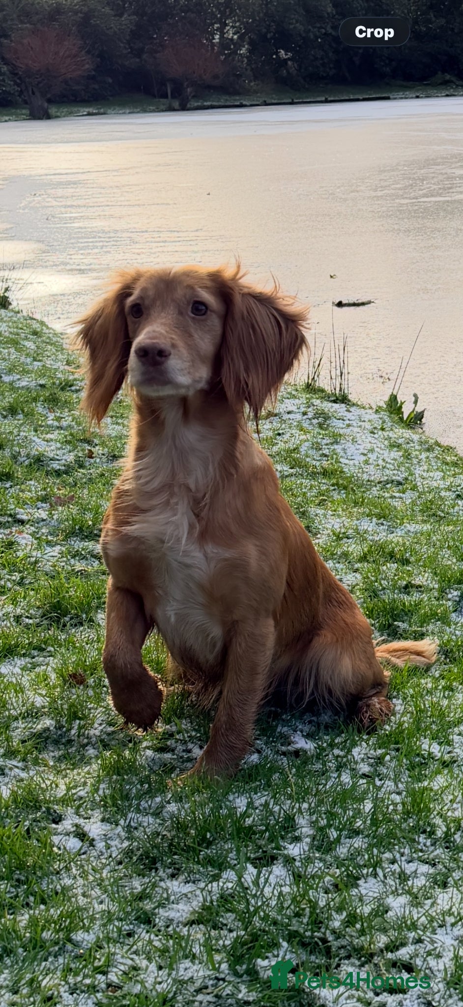Cocker Spaniel dogs for sale: Working Cocker Pups- Exceptional pedigree  in Sandbach - Advert 2