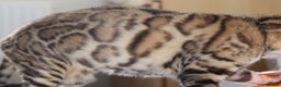 Bengal cats for sale: Exceptional Seal Sepia Bengal Queen  - Advert 17