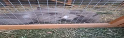 Lionhead rabbits for sale: 2 Beautiful Fluffy Lionhead-Type Rabbits for Home in Reading - Advert 8