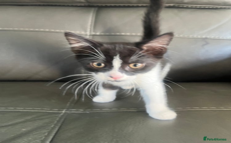 Mixed Breed cats - Advert 14